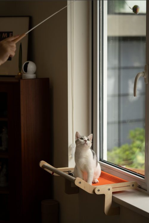 Sleek Window Lounge for Big Cats