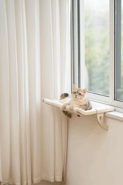 Panoramic Window Perch