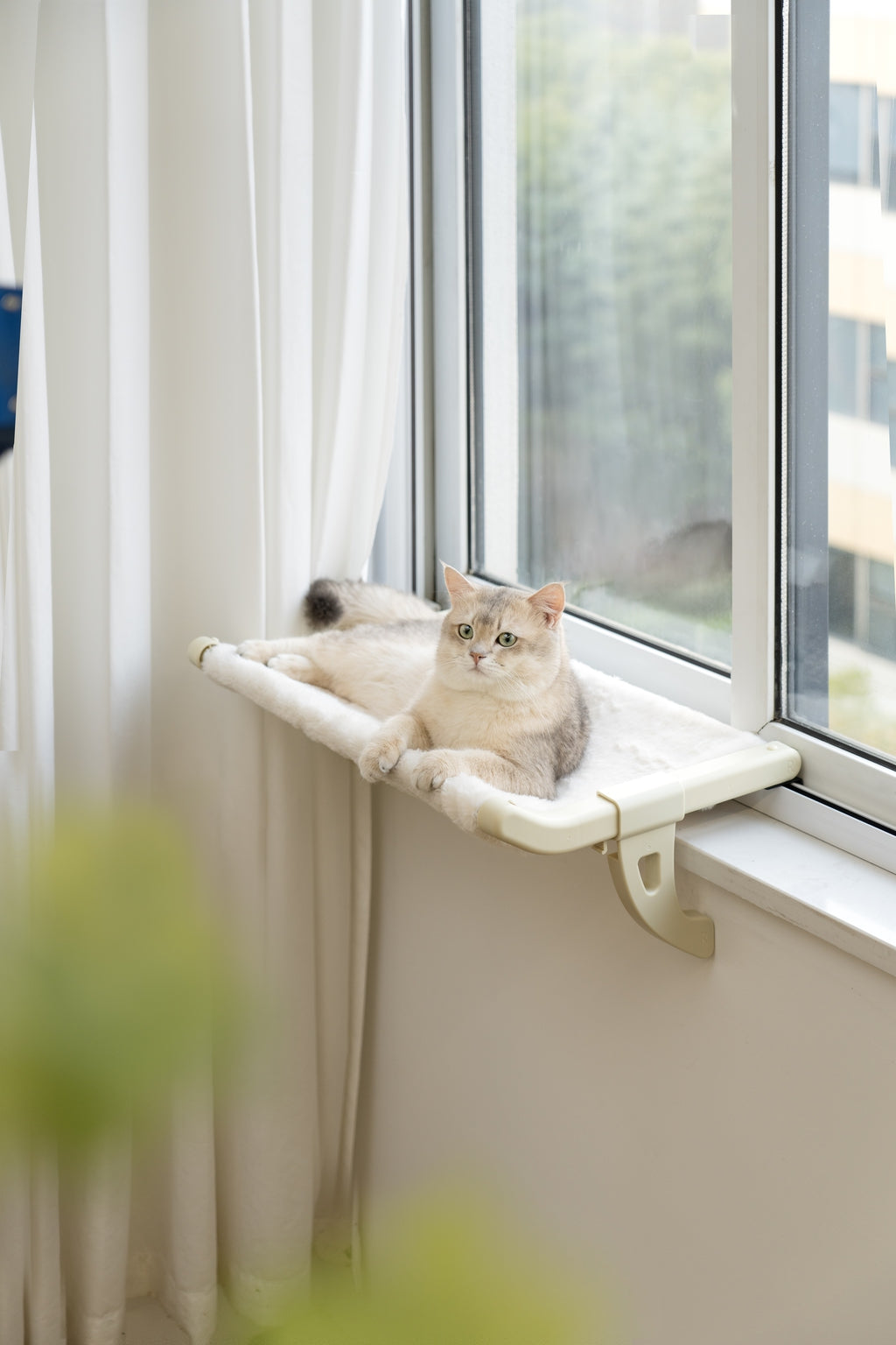 Panoramic Window Perch