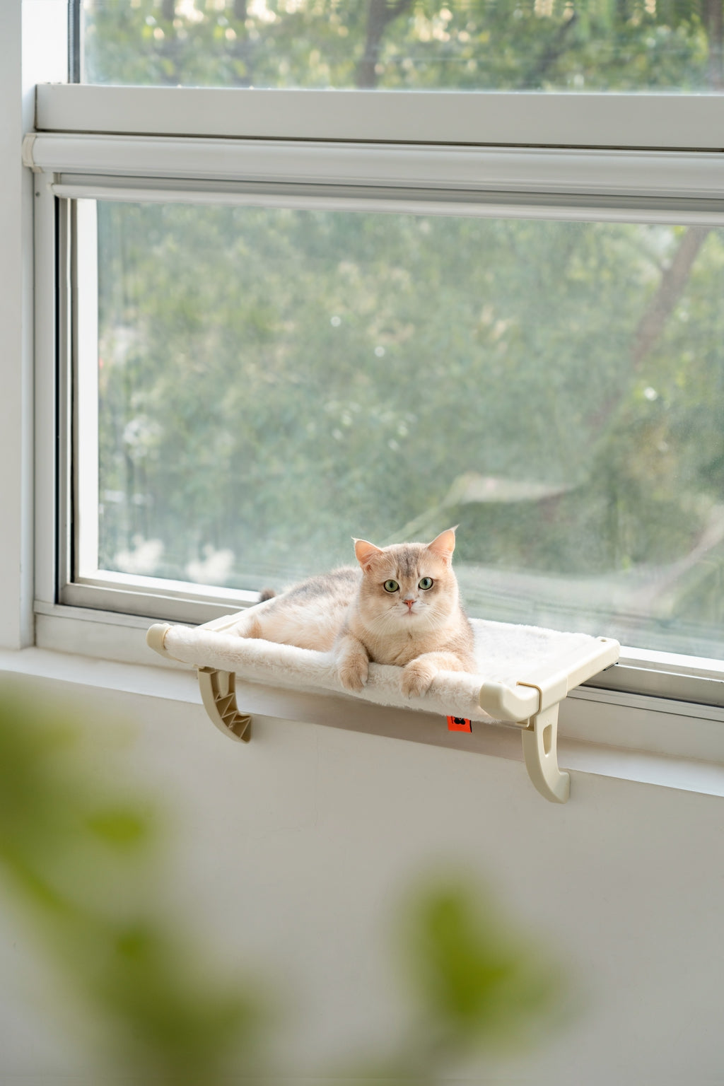 Panoramic Window Perch