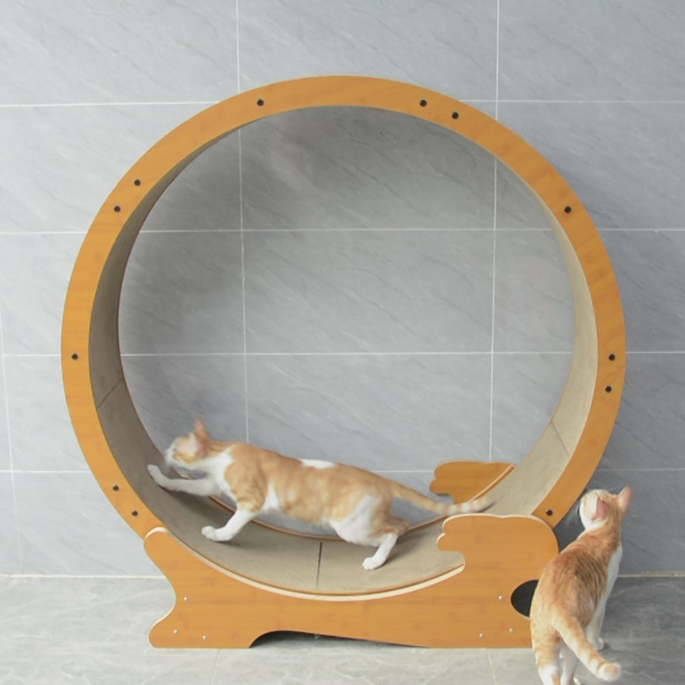 cat treadmill wheel